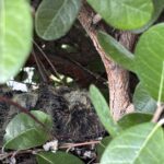 【キジバト】の赤ちゃん