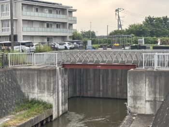 【アオサギ】待ち構える