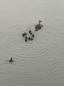 【カルガモ】はじめての水中散歩?